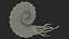 Ammonite