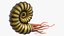 Ammonite