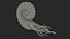 Ammonite