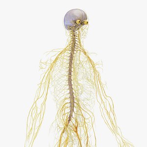 3D Medically Accurate Male Nervous system