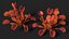 Red Dragon Venus Flytrap