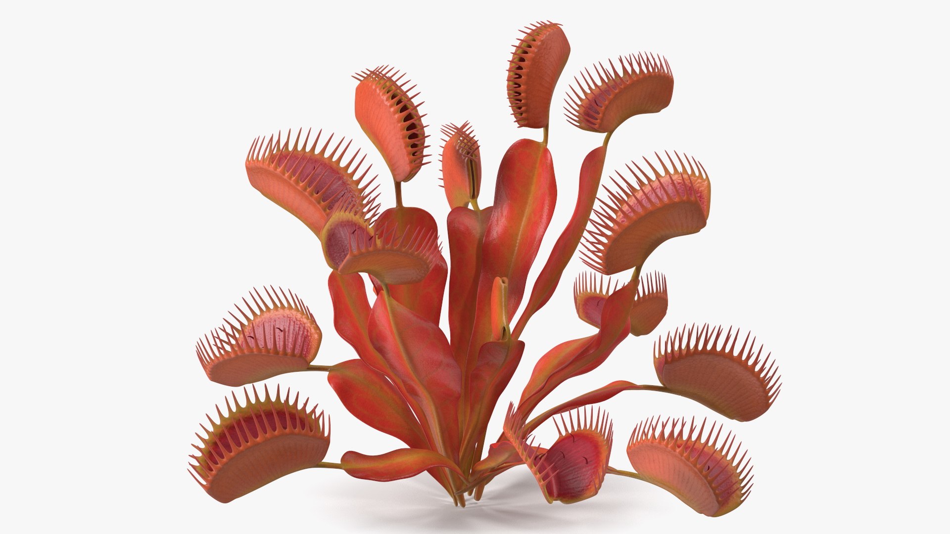Red Dragon Venus Flytrap 3D model https://p.turbosquid.com/ts-thumb/5n/6FWEZ0/4t/reddragonvenusflytrapmb3dmodel006/jpg/1717172613/1920x1080/fit_q87/a3430c3918126ae6b8a59af57d9927d451510005/reddragonvenusflytrapmb3dmodel006.jpg