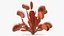 Red Dragon Venus Flytrap