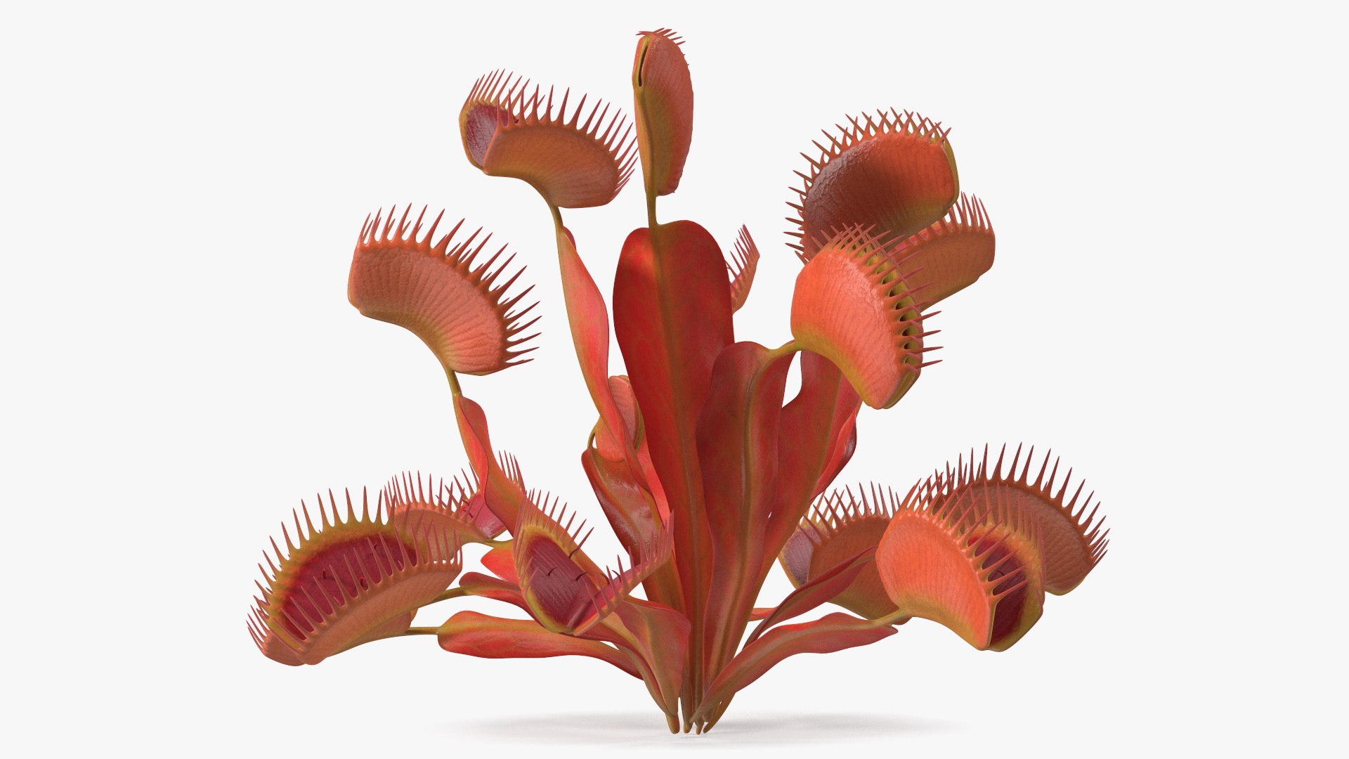 Red Flowering Plants Collection 5 3D model preview