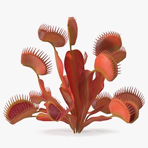 Red Dragon Venus Flytrap