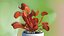 Red Dragon Venus Flytrap