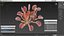 Red Dragon Venus Flytrap