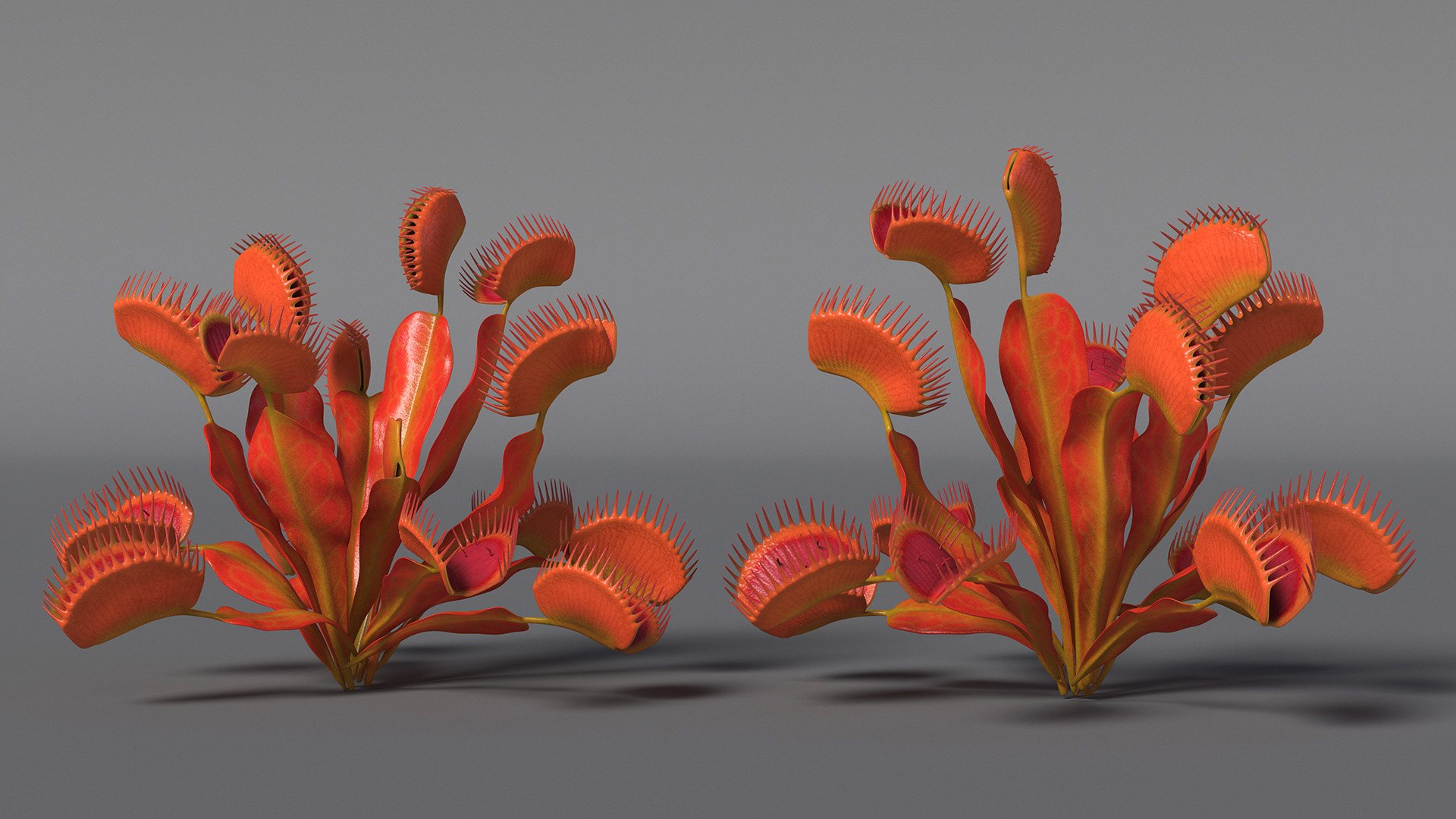 Red Dragon Venus Flytrap 3D model https://p.turbosquid.com/ts-thumb/5n/6FWEZ0/Wn/reddragonvenusflytrapmb3dmodel005/jpg/1717172611/1920x1080/fit_q87/56496325052fbaade4e588abc2b04d201650dd1d/reddragonvenusflytrapmb3dmodel005.jpg