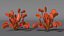 Red Dragon Venus Flytrap