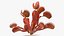 Red Dragon Venus Flytrap