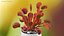 Red Dragon Venus Flytrap