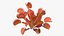 Red Dragon Venus Flytrap