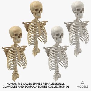 Human Rib Cages Spines Female Skulls Clavicles and Scapula Bones Collection 01 - 4 models