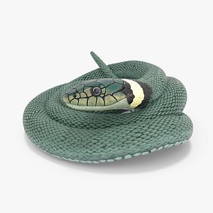 Ringed Snake Green Coiled