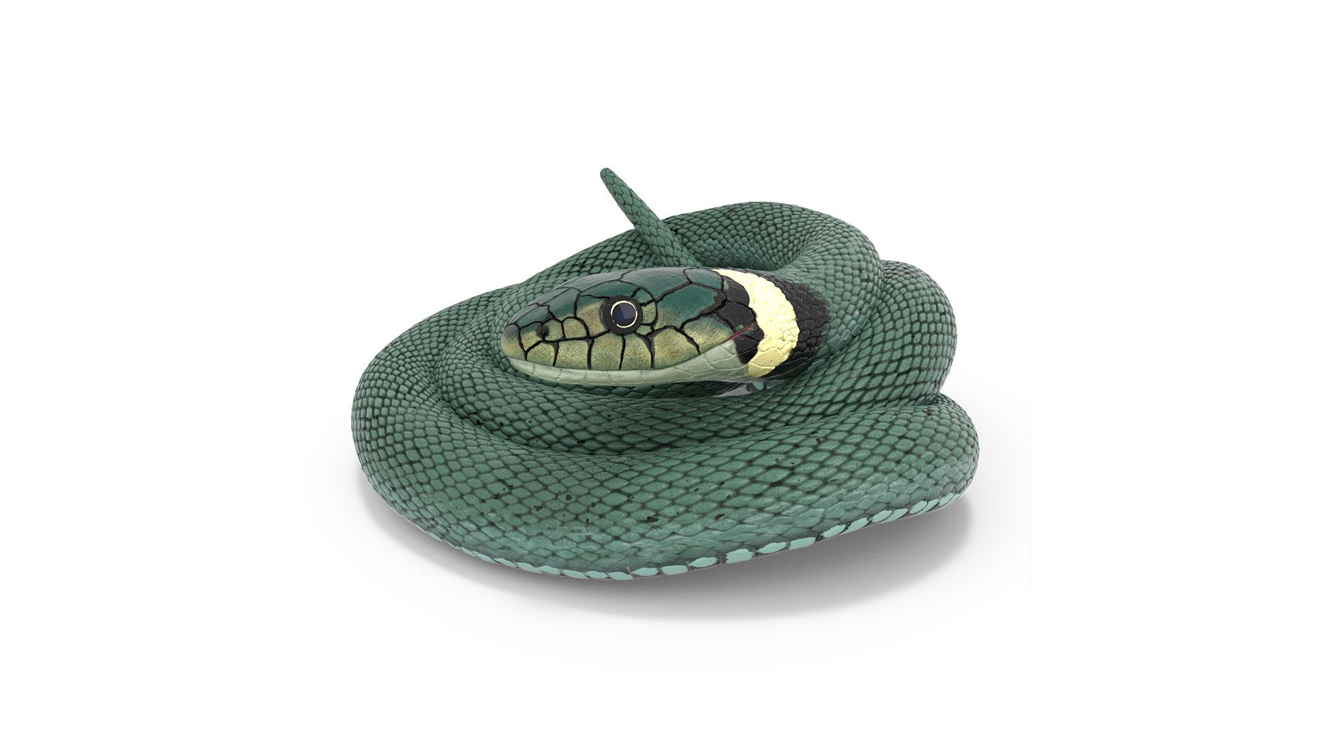 Ringed Snake Green Coiled 3D model preview