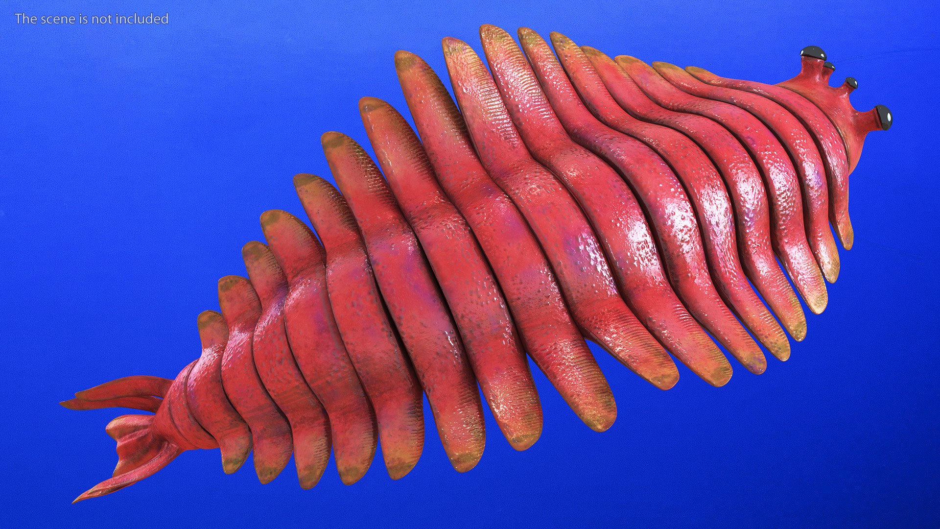 Pink Opabinia Flip 3D model https://p.turbosquid.com/ts-thumb/5n/DpVIta/Gx/pinkopabiniaflipc4dmodel005/jpg/1705599850/1920x1080/fit_q87/115ecaed0b69a05d2d9253599ee24d34bb62f65f/pinkopabiniaflipc4dmodel005.jpg