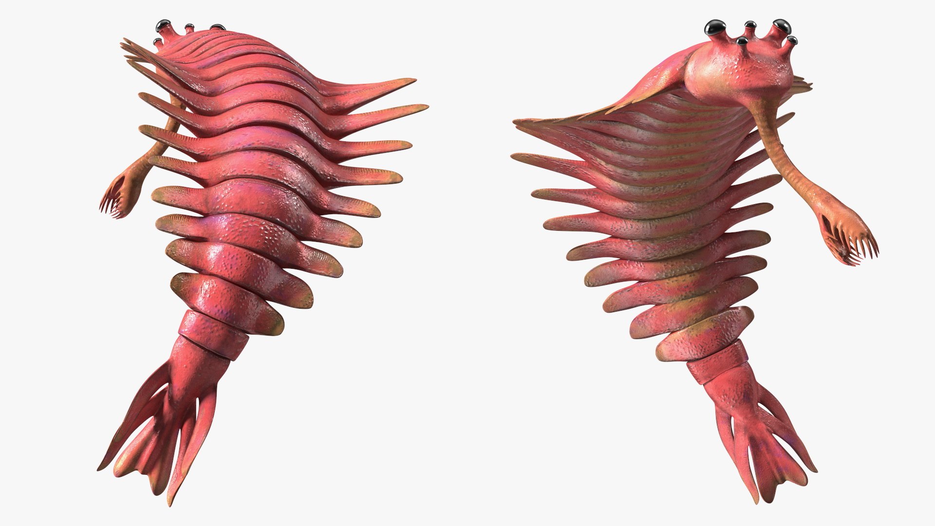 Pink Opabinia Flip 3D Model - TurboSquid 2178978