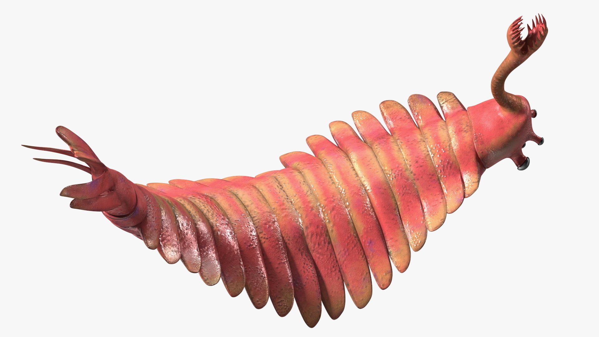Pink Opabinia Flip 3D model https://p.turbosquid.com/ts-thumb/5n/DpVIta/dv/pinkopabiniaflipc4dmodel015/jpg/1705599890/1920x1080/fit_q87/5ccb0288d27235d2f69878b7de345ceb8378fe20/pinkopabiniaflipc4dmodel015.jpg