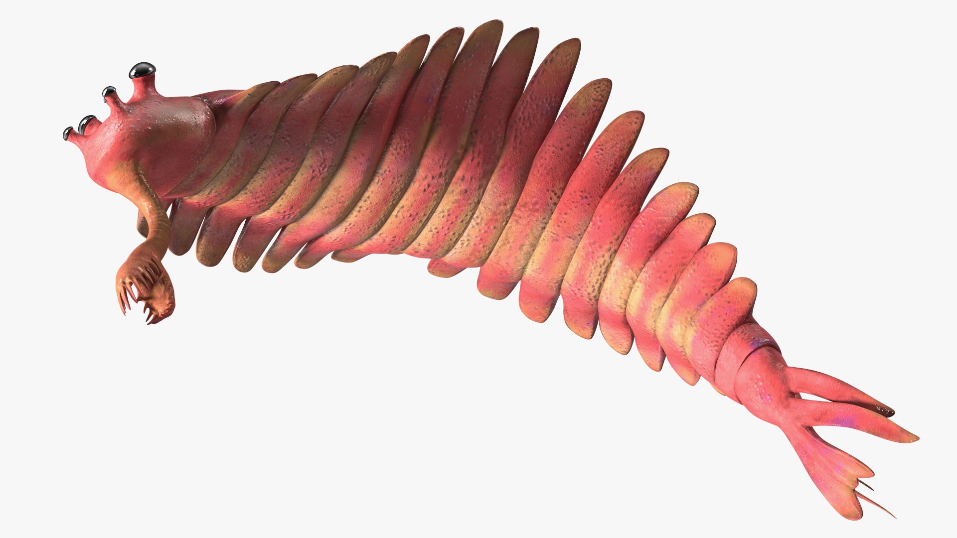 Pink Opabinia Flip 3D model https://p.turbosquid.com/ts-thumb/5n/DpVIta/ea/pinkopabiniaflipc4dmodel014/jpg/1705599885/1920x1080/fit_q87/e77a6ccb79f8016cd78a9df4ea1c116f7ba2ea10/pinkopabiniaflipc4dmodel014.jpg