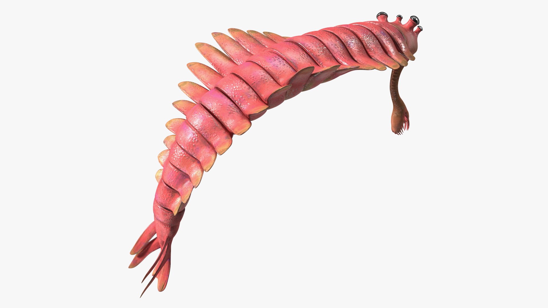 Pink Opabinia Flip 3D model https://p.turbosquid.com/ts-thumb/5n/DpVIta/m6/pinkopabiniaflipc4dmodel012/jpg/1705599877/1920x1080/fit_q87/6125adc44a14dc332adcee210576dee04fd234ca/pinkopabiniaflipc4dmodel012.jpg