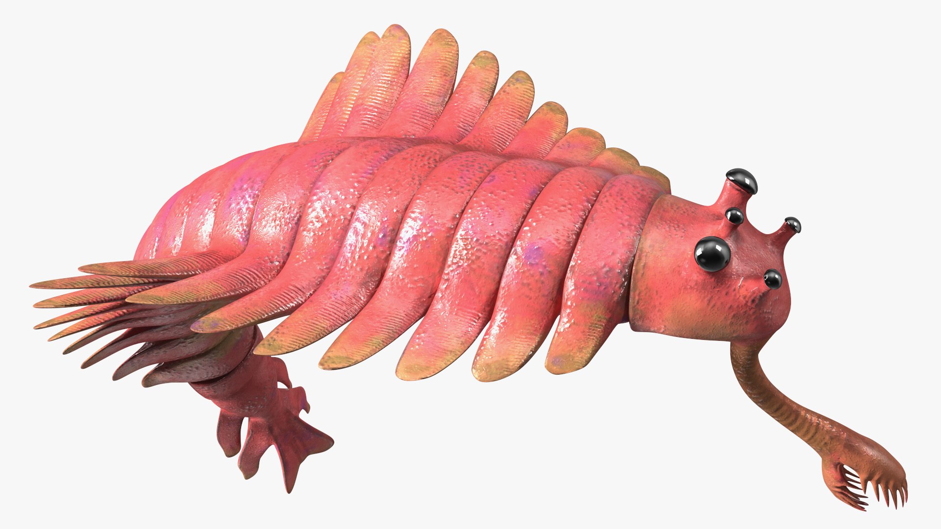 Pink Opabinia Flip 3D model https://p.turbosquid.com/ts-thumb/5n/DpVIta/rt/pinkopabiniaflipc4dmodel011/jpg/1705599872/1920x1080/fit_q87/f214978957dfd9da5e38062749bf864f5db9e08f/pinkopabiniaflipc4dmodel011.jpg