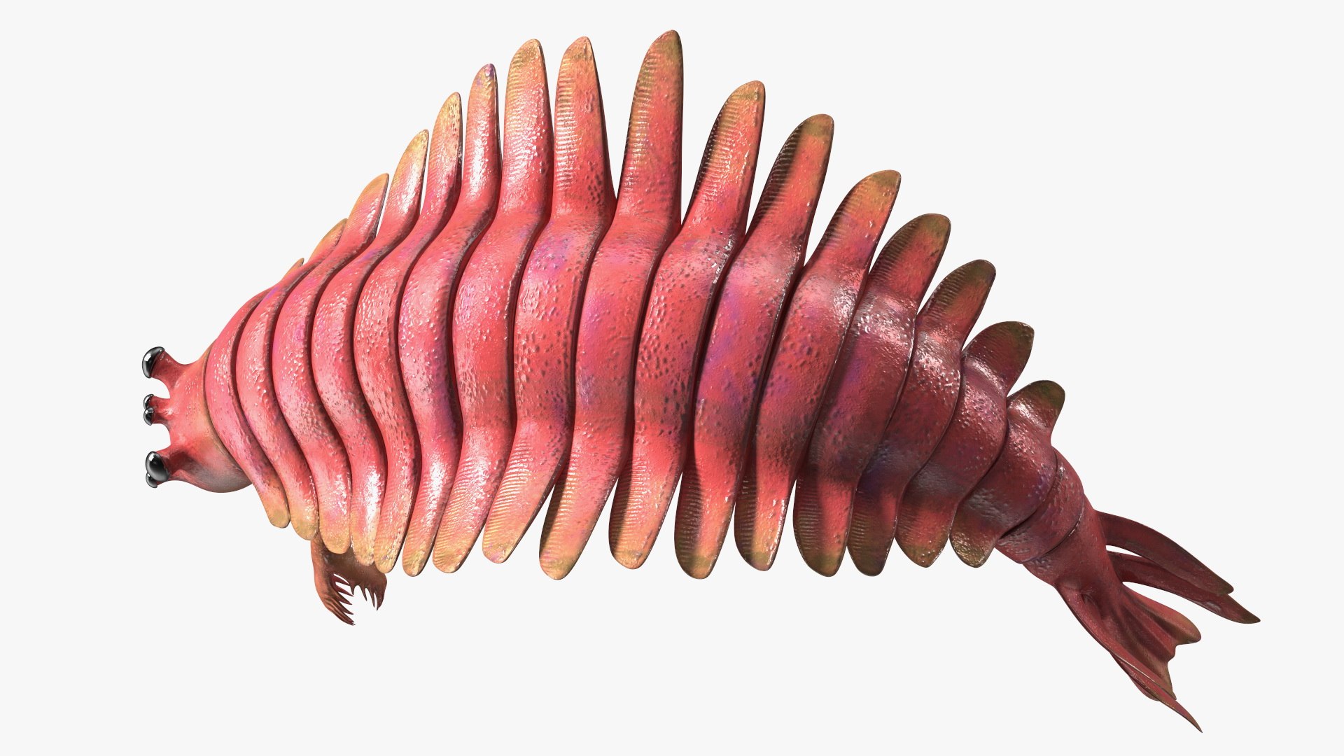 Pink Opabinia Flip 3D model https://p.turbosquid.com/ts-thumb/5n/DpVIta/zm/pinkopabiniaflipc4dmodel016/jpg/1705599893/1920x1080/fit_q87/0b17adcd3a7da6deafdd4be6eb1ad323d434a36a/pinkopabiniaflipc4dmodel016.jpg