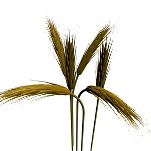 wheat 3d model