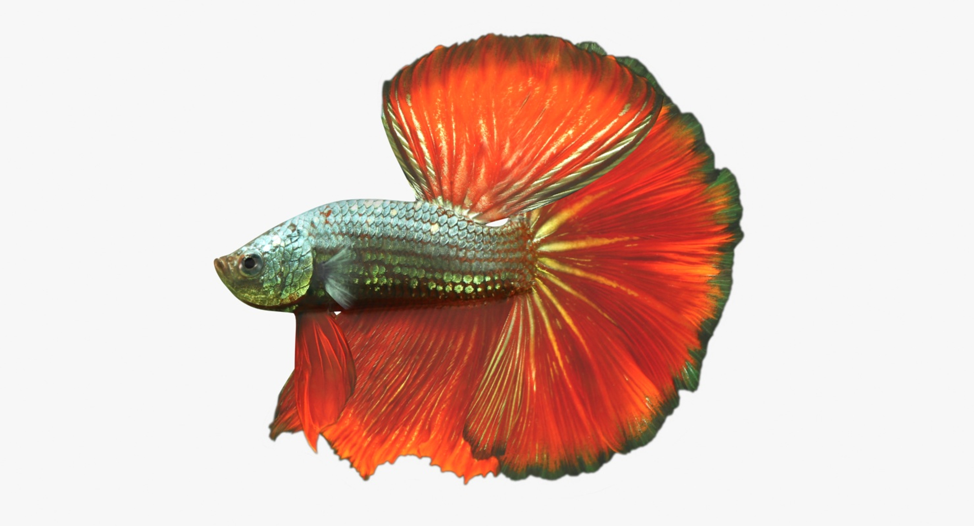 orange male betta fish