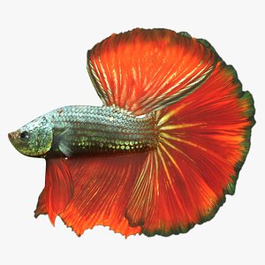3D male betta scanline