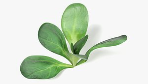 3d model lettuce