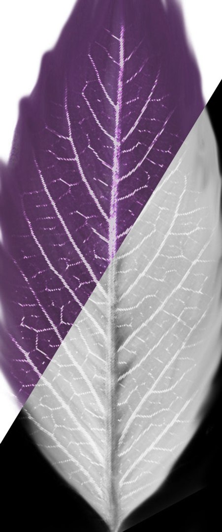 3d model whimsical fantasy tree leaves https://p.turbosquid.com/ts-thumb/5n/RObuLa/ZvAzzYpu/texture/jpg/1447695295/1920x1080/fit_q87/0e2e84caef918497f3dbd163e162814a52276eeb/texture.jpg