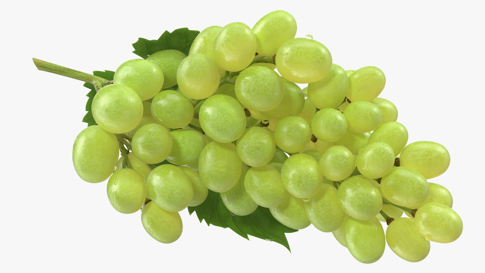 bunch green grapes 3D https://p.turbosquid.com/ts-thumb/5n/WldcG4/2UCzO3BJ/bunchofgreengrapesvray3dmodel008/jpg/1580391859/1920x1080/fit_q87/5ba81f9a63637807a1f612aa424ebd81be114ec3/bunchofgreengrapesvray3dmodel008.jpg