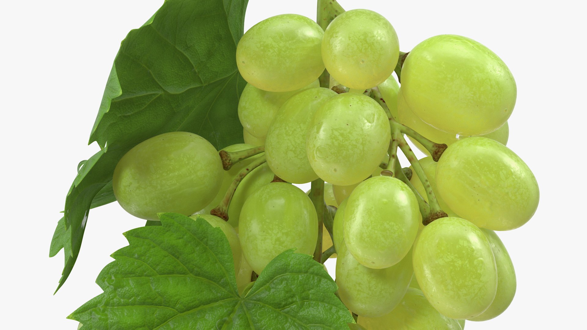 bunch green grapes 3D https://p.turbosquid.com/ts-thumb/5n/WldcG4/6lpQ9INT/bunchofgreengrapesvray3dmodel009/jpg/1580391864/1920x1080/fit_q87/a7b0c5b711d1f6cf8b9fe4bbe74247c9c74190f5/bunchofgreengrapesvray3dmodel009.jpg