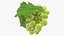 Grappolo d'uva verde