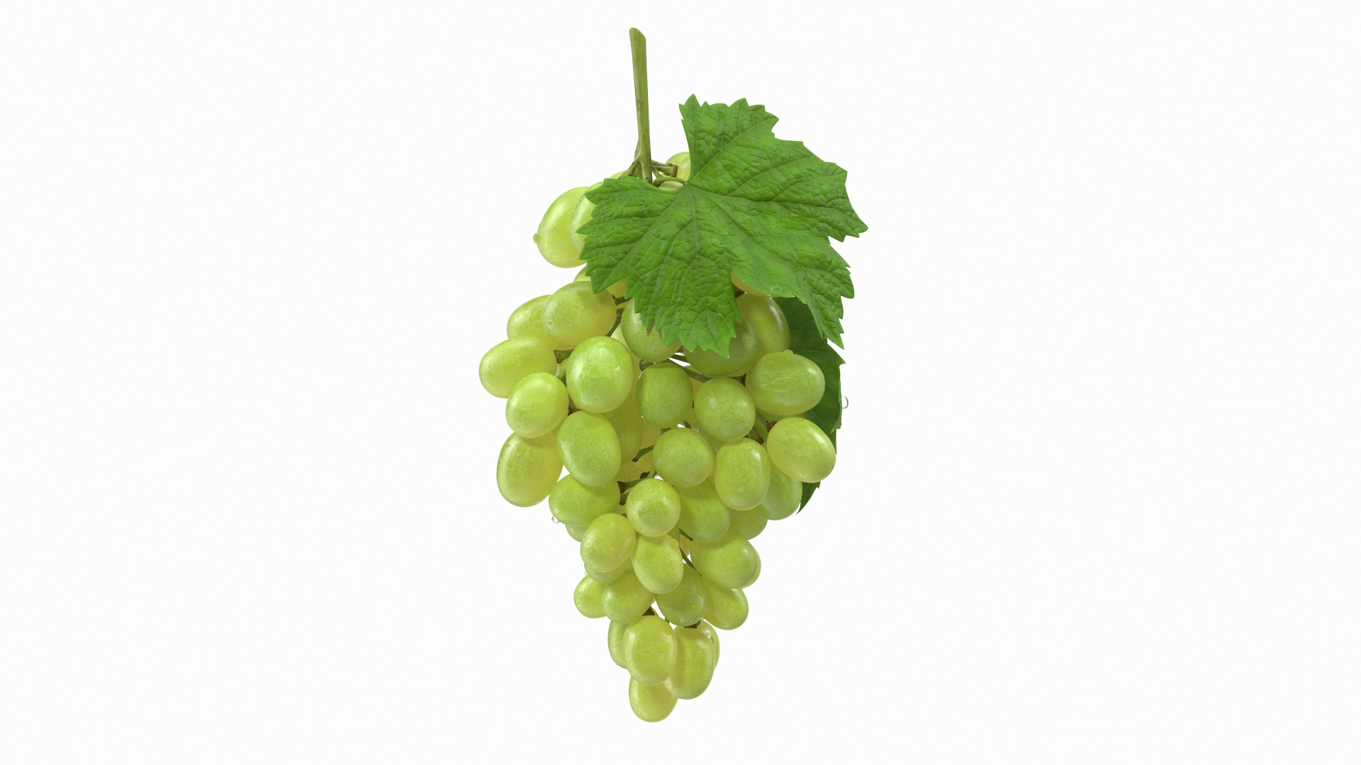 bunch green grapes 3D https://p.turbosquid.com/ts-thumb/5n/WldcG4/dx1Ez08I/bunch_of_green_grapes_360/jpg/1580390793/1920x1080/turn_fit_q99/0de2891567a4ddbd50d0857814a3d9505508c178/bunch_of_green_grapes_360-1.jpg