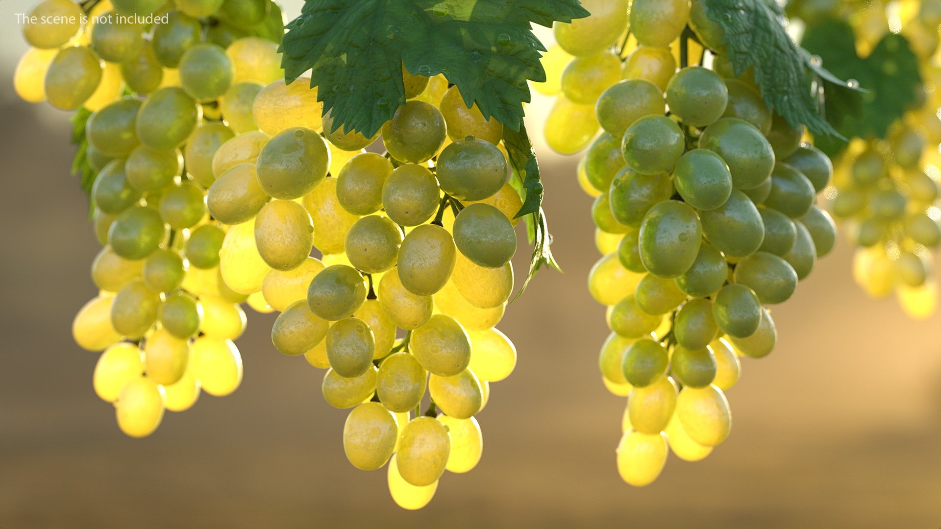bunch green grapes 3D https://p.turbosquid.com/ts-thumb/5n/WldcG4/vvAApxQG/bunchofgreengrapesvray3dmodel002/jpg/1580391826/1920x1080/fit_q87/0f88c5cb2e62e155def862884cf2e290068b9f52/bunchofgreengrapesvray3dmodel002.jpg
