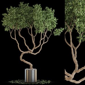 Plants collection 639 3D model