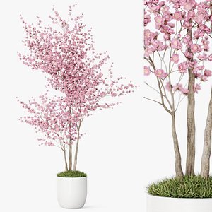 Plants collection 1198