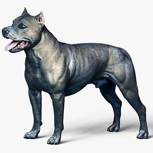 3D dog american pit bull