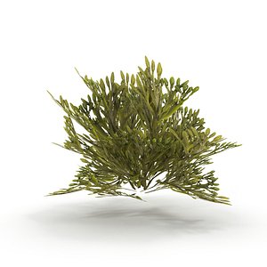 Egg Wrack seaweed V2