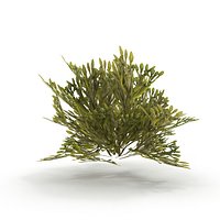 Egg Wrack seaweed V2