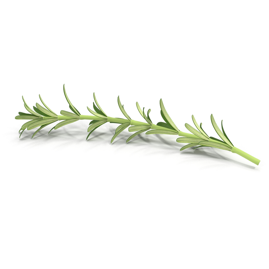 3d rosemary model https://p.turbosquid.com/ts-thumb/5o/Ise7iH/4pXoK9ar/turntablefile_360/jpg/1420827981/1920x1080/turn_fit_q99/ce95e26ab3d0b8df98520b7333a1369fa8c0301e/turntablefile_360-1.jpg