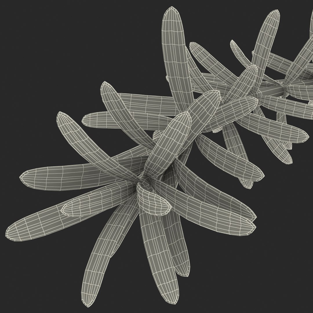 3d rosemary model https://p.turbosquid.com/ts-thumb/5o/Ise7iH/4vbbV3kb/rosemary_13/jpg/1420827961/1920x1080/fit_q87/7ce2fbcf3b7030351fe72a4de6b1e448c837c1ba/rosemary_13.jpg