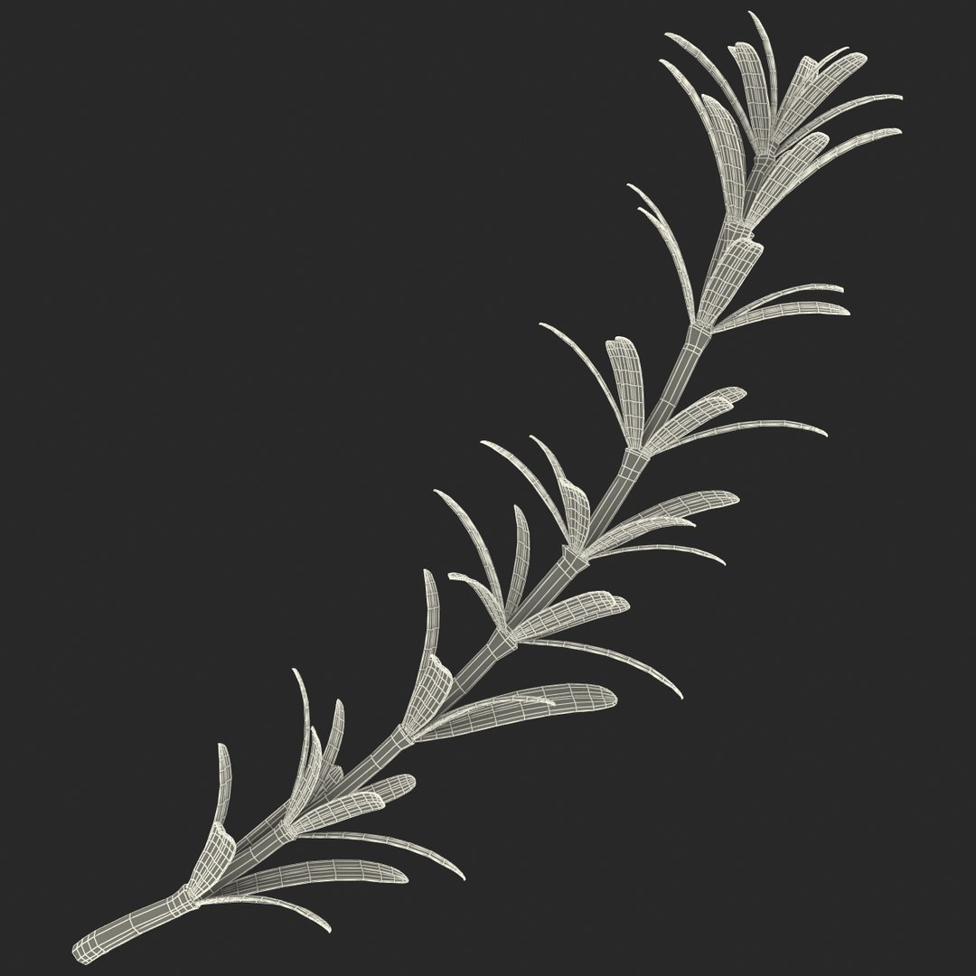 3d rosemary model https://p.turbosquid.com/ts-thumb/5o/Ise7iH/7wGEABhH/rosemary_11/jpg/1420827957/1920x1080/fit_q87/6cc42e9444349125a3e43543f4727eae1d6e9c76/rosemary_11.jpg