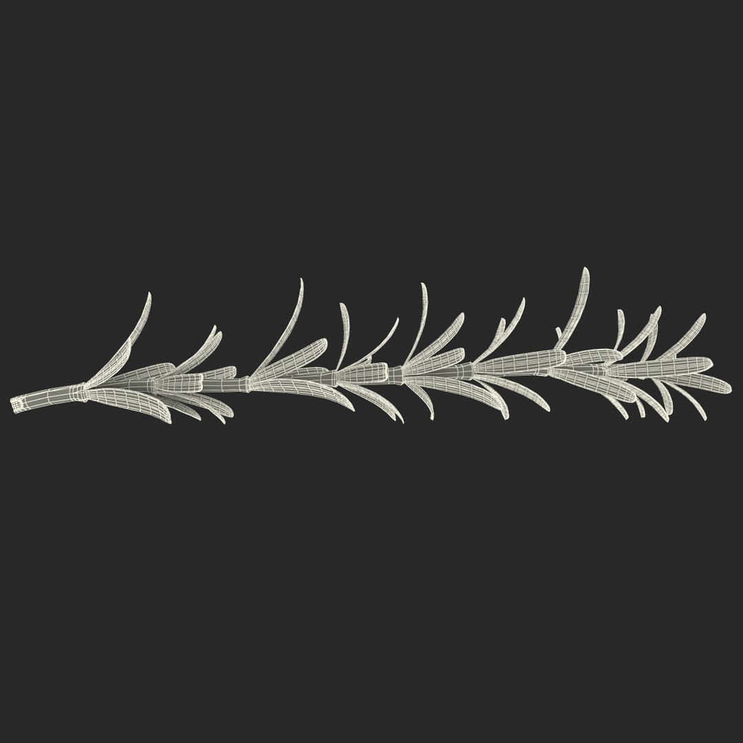3d rosemary model https://p.turbosquid.com/ts-thumb/5o/Ise7iH/Ilhfgvkl/rosemary_9/jpg/1420827954/1920x1080/fit_q87/7b951ef472852f1839b87894cdd440fcadb0a063/rosemary_9.jpg