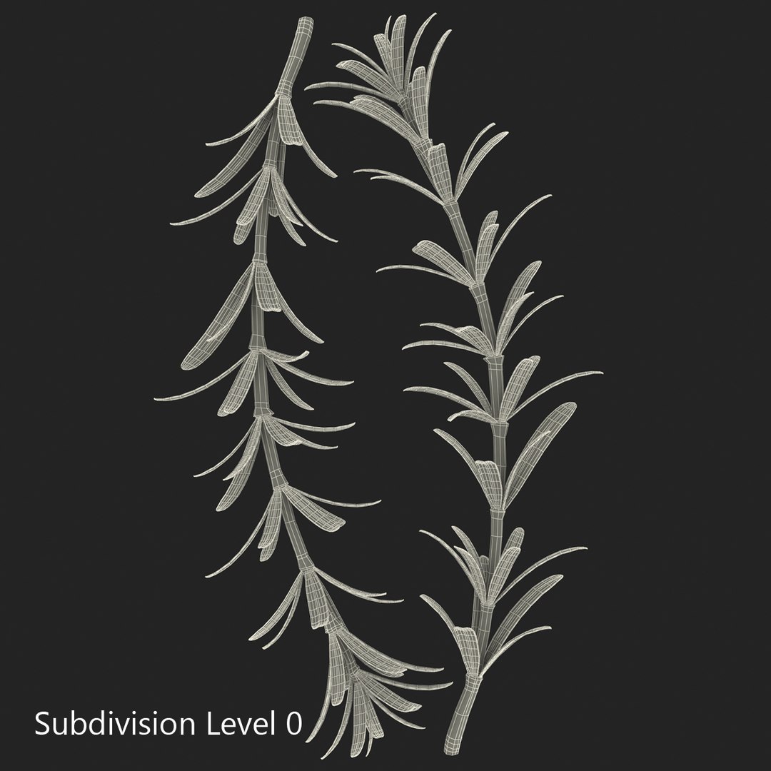 3d rosemary model https://p.turbosquid.com/ts-thumb/5o/Ise7iH/JhMOvRjl/rosemary_8/jpg/1420827953/1920x1080/fit_q87/35684b41ef7572630557a88dc8aaf1beac8bcc3a/rosemary_8.jpg
