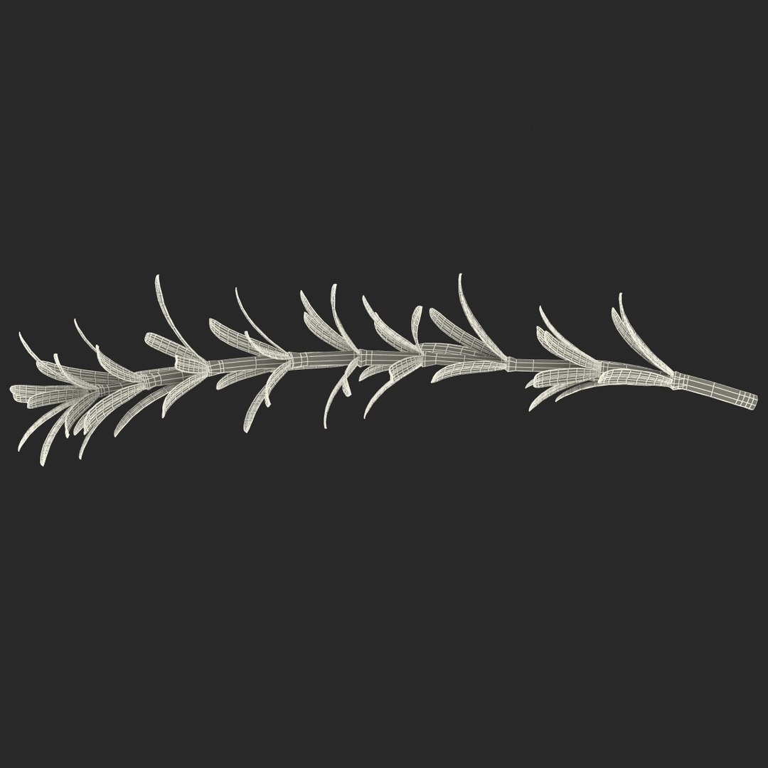 3d rosemary model https://p.turbosquid.com/ts-thumb/5o/Ise7iH/KJw3DWi3/rosemary_5/jpg/1420827948/1920x1080/fit_q87/3614fde279a8c92b7e85180b5fdac7b812871af5/rosemary_5.jpg