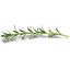Rosemary