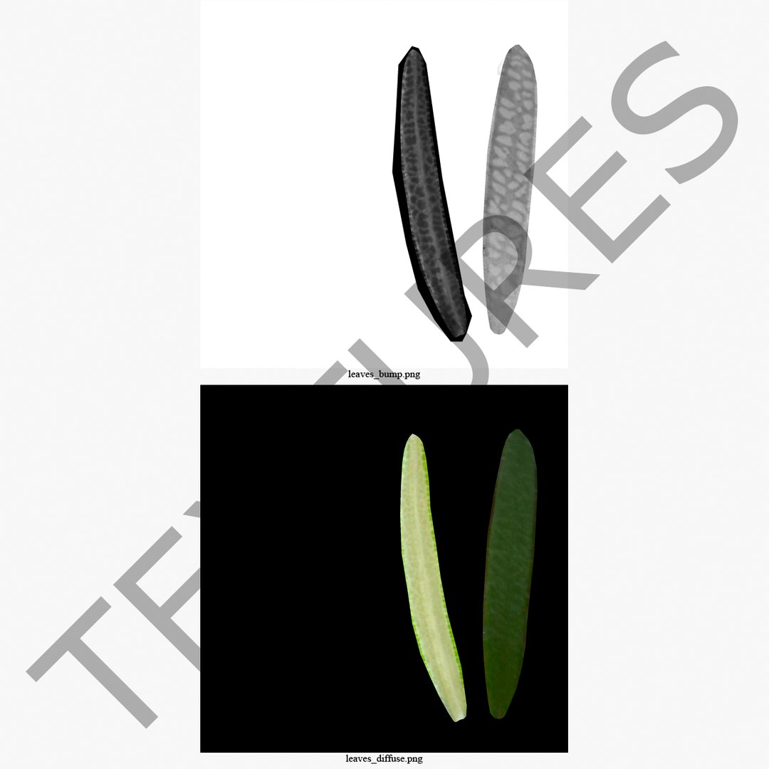 3d rosemary model https://p.turbosquid.com/ts-thumb/5o/Ise7iH/QeiqJkXT/rosemary_6/jpg/1420827949/1920x1080/fit_q87/723b7d03850c9be6158536dc0fc88e2b1e0108ac/rosemary_6.jpg