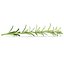 Rosemary